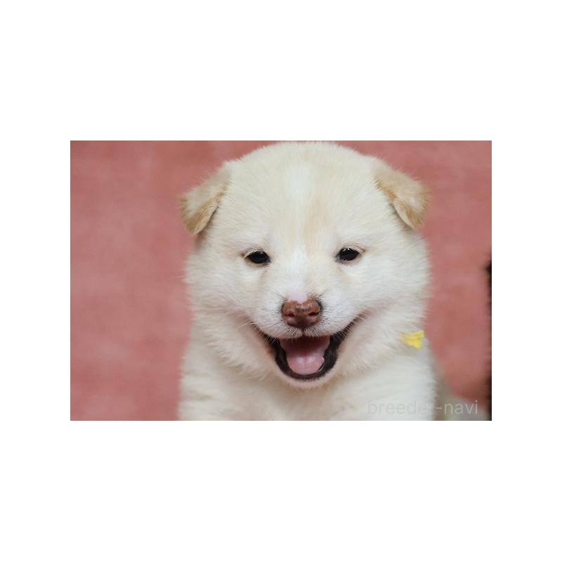 販売中の和歌山県の柴犬-409904