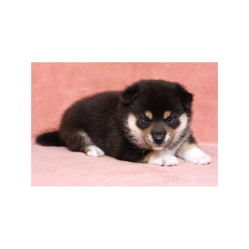 販売中の和歌山県の柴犬-409905の4枚目