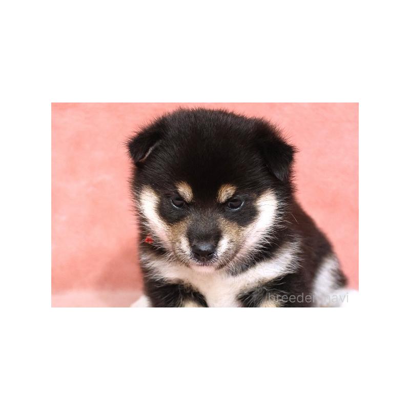 販売中の和歌山県の柴犬-409905の2枚目