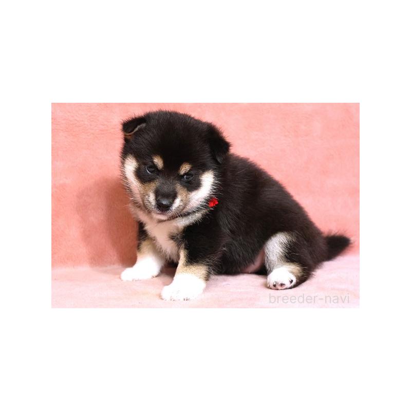 販売中の和歌山県の柴犬-409905の3枚目