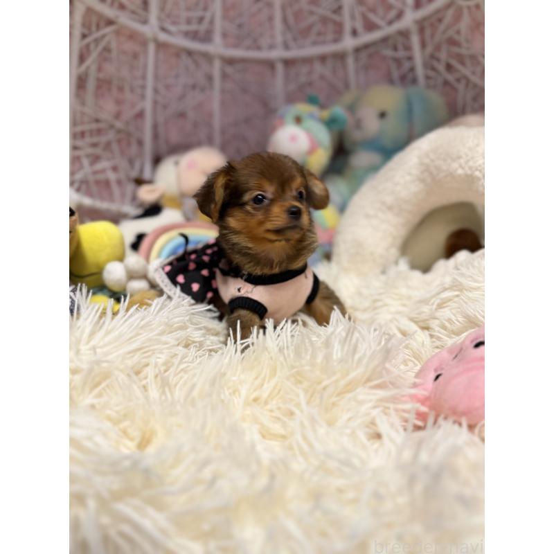 販売中の山形県のミックス犬-398840の2枚目