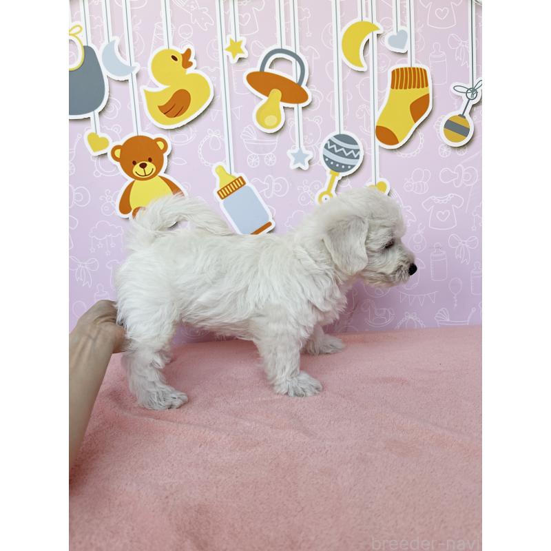 成約済の東京都のミックス犬-405639の5枚目