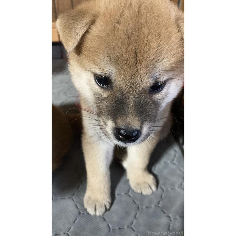 販売中の熊本県の柴犬-401017