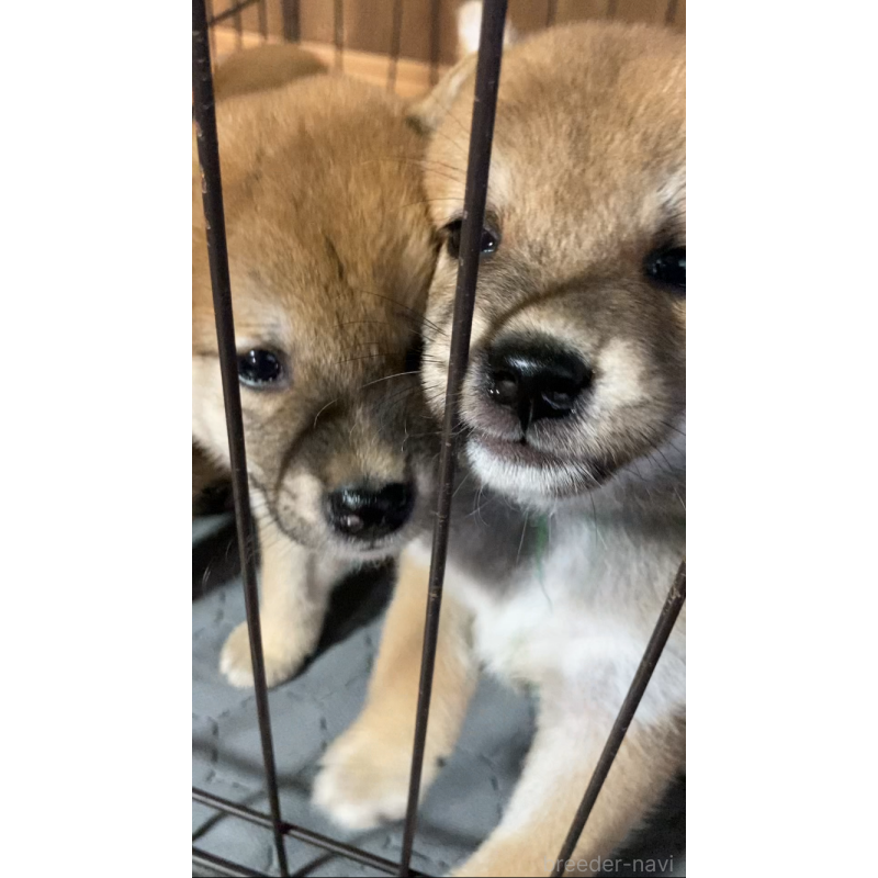販売中の熊本県の柴犬-401019