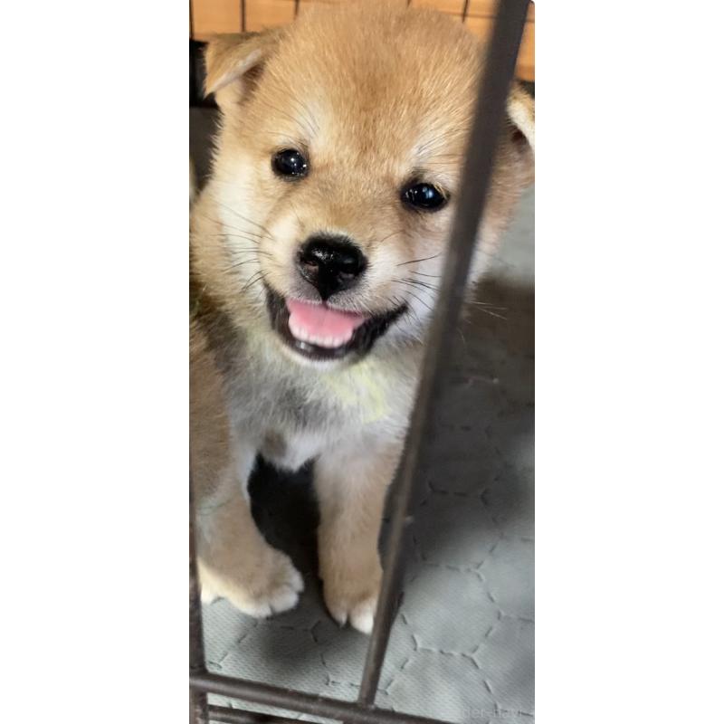 販売中の熊本県の柴犬-405189