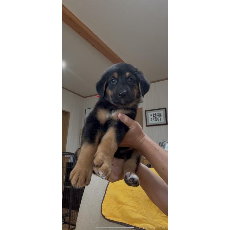 販売中の佐賀県のミックス犬-409919の5枚目