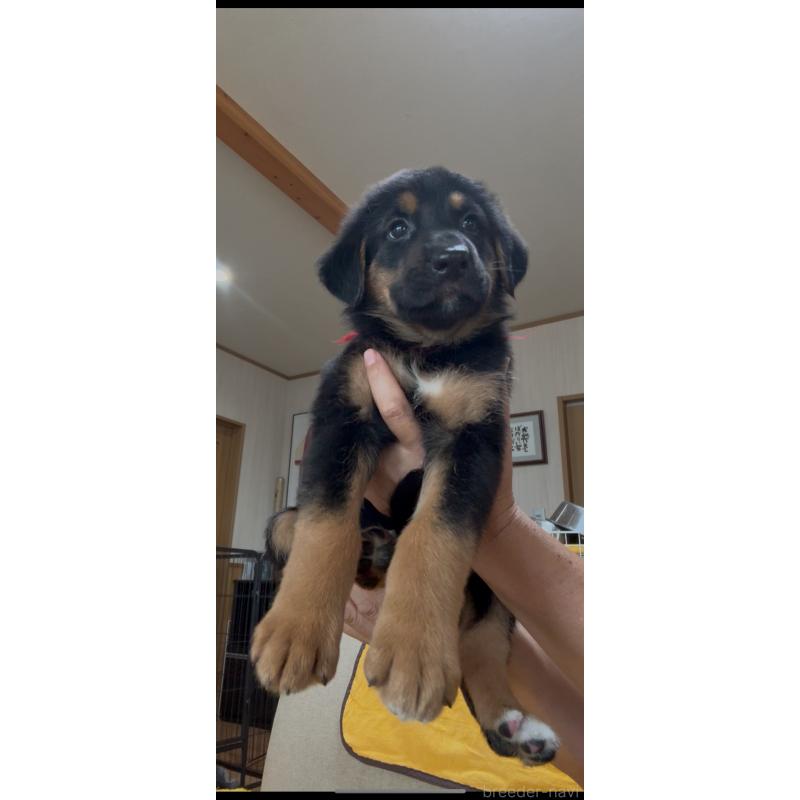 販売中の佐賀県のミックス犬-409919の4枚目