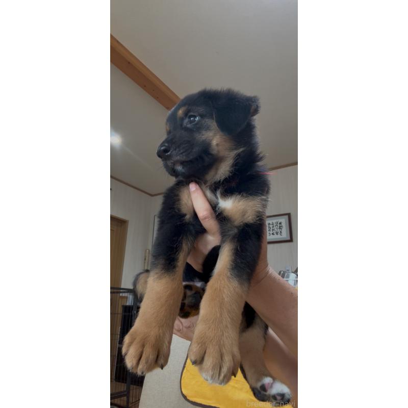 販売中の佐賀県のミックス犬-409919の3枚目