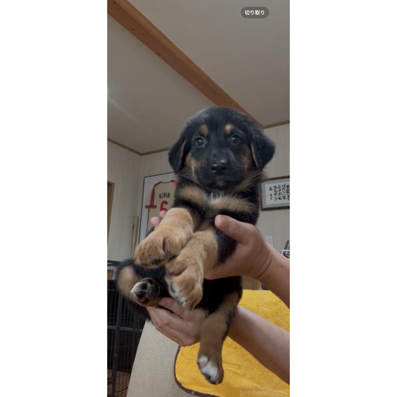 販売中の佐賀県のミックス犬-409919の2枚目