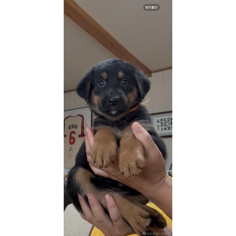 販売中の佐賀県のミックス犬-409921の5枚目