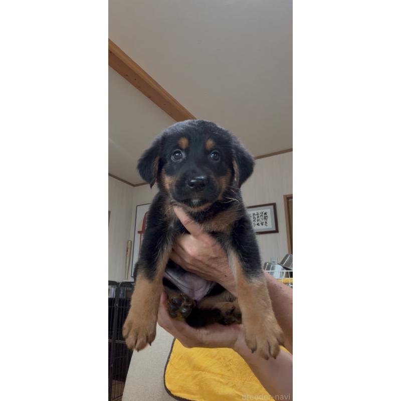 販売中の佐賀県のミックス犬-409921の4枚目