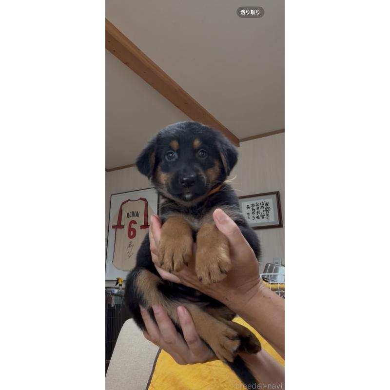 販売中の佐賀県のミックス犬-409921の3枚目