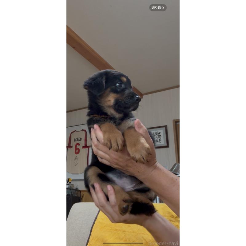販売中の佐賀県のミックス犬-409921の2枚目