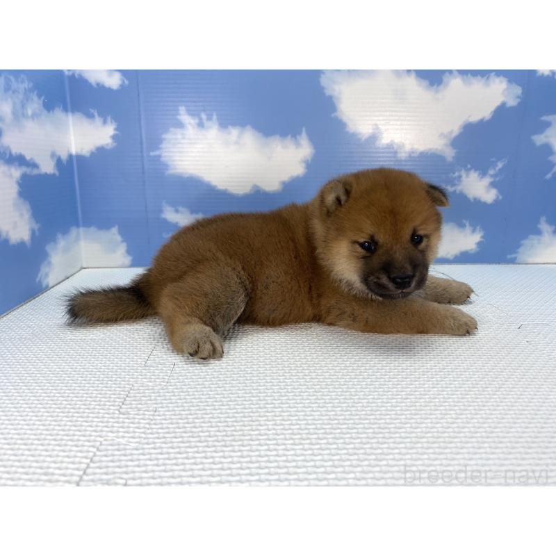 販売中の愛知県の柴犬-409933の4枚目