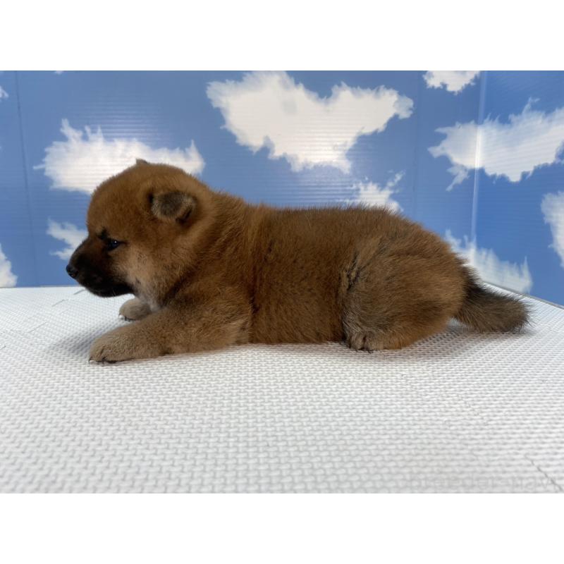 販売中の愛知県の柴犬-409933の3枚目