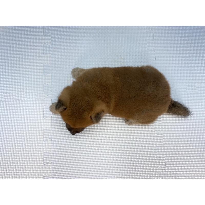 販売中の愛知県の柴犬-409933の2枚目