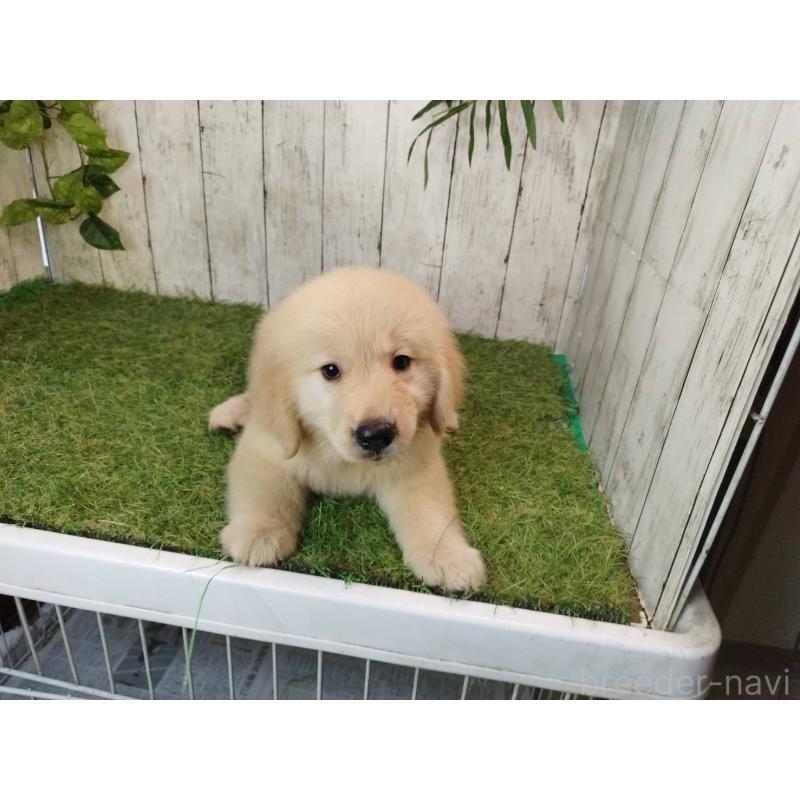 販売中の三重県のゴールデンレトリーバー-409935の5枚目