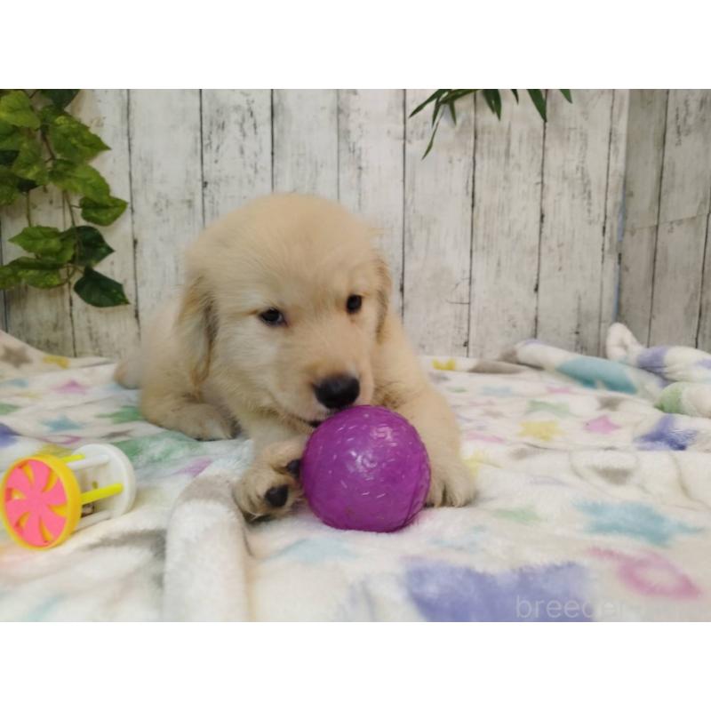 販売中の三重県のゴールデンレトリーバー-409936の4枚目