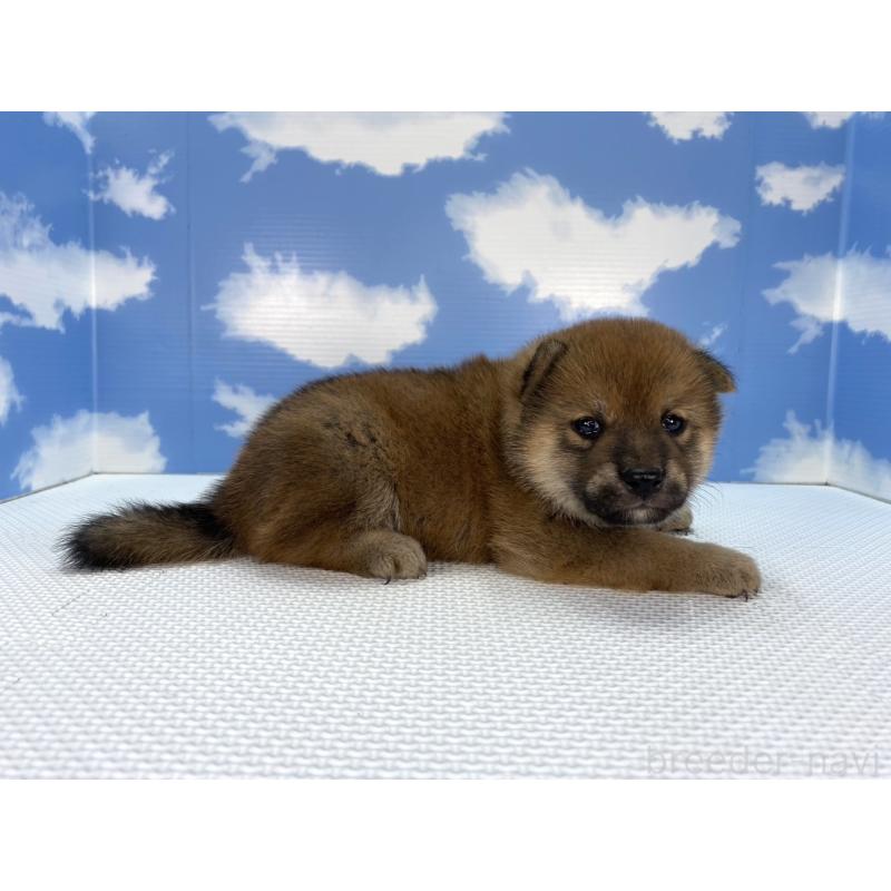 販売中の愛知県の柴犬-409937の4枚目
