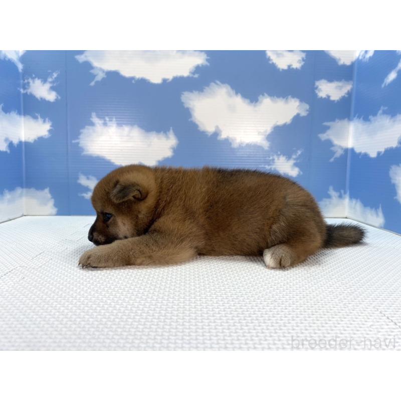 販売中の愛知県の柴犬-409937の3枚目