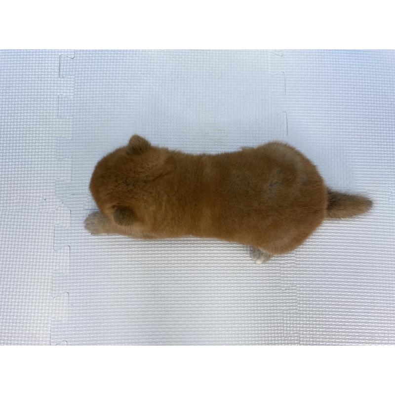 販売中の愛知県の柴犬-409942の4枚目