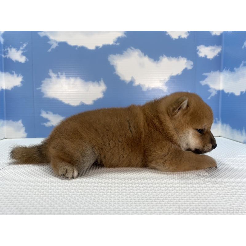 販売中の愛知県の柴犬-409942の3枚目