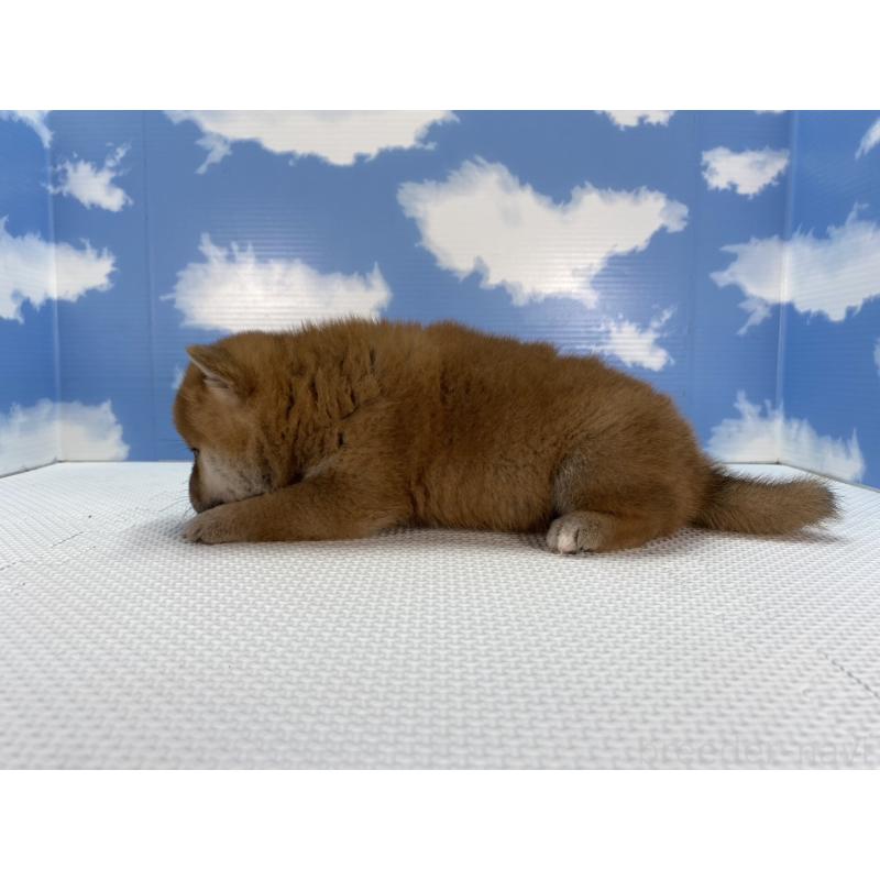販売中の愛知県の柴犬-409942の2枚目