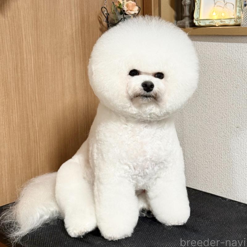 レベッカちゃん1枚目