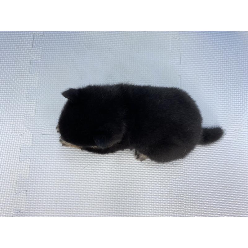 販売中の愛知県の柴犬-409946の4枚目