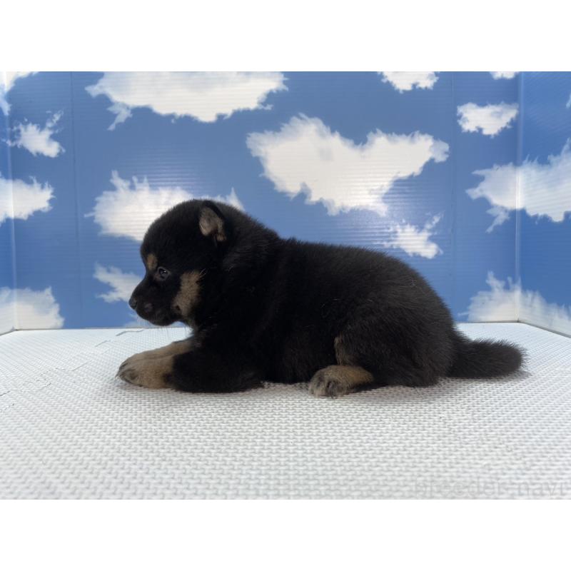 販売中の愛知県の柴犬-409946の2枚目