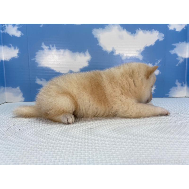 販売中の愛知県の柴犬-409948の4枚目