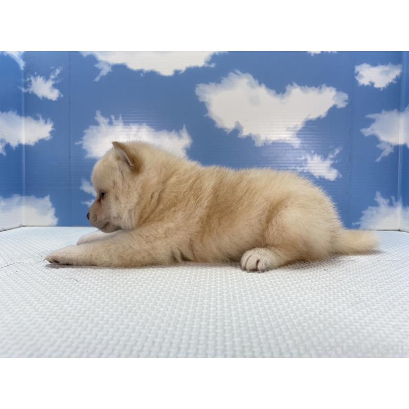 販売中の愛知県の柴犬-409948の3枚目