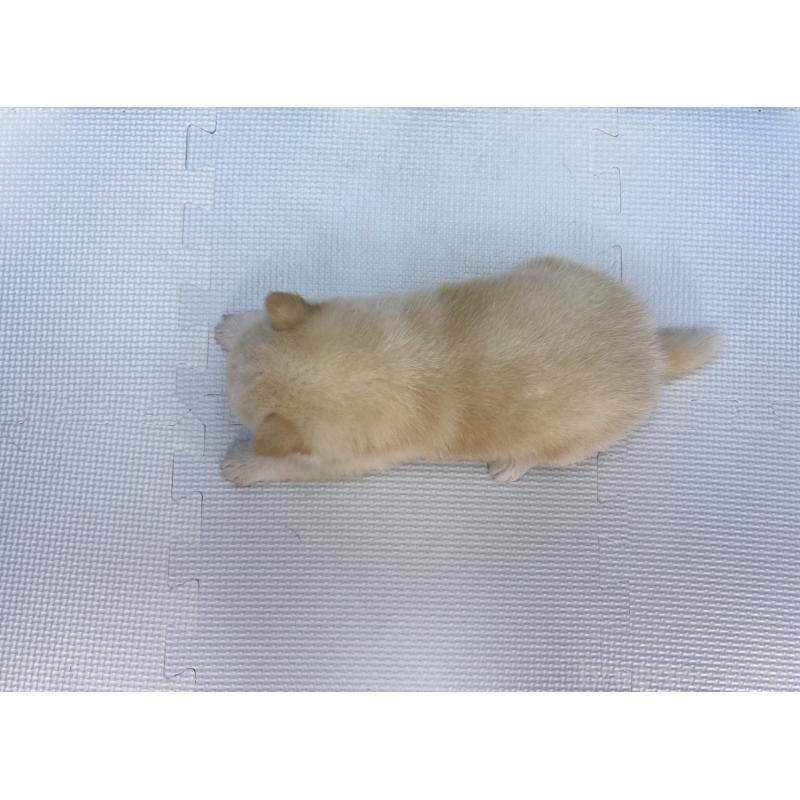 販売中の愛知県の柴犬-409948の2枚目