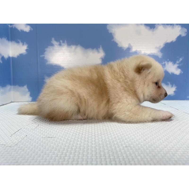 販売中の愛知県の柴犬-409950の4枚目