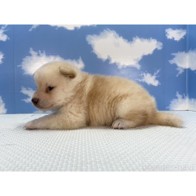販売中の愛知県の柴犬-409950の3枚目