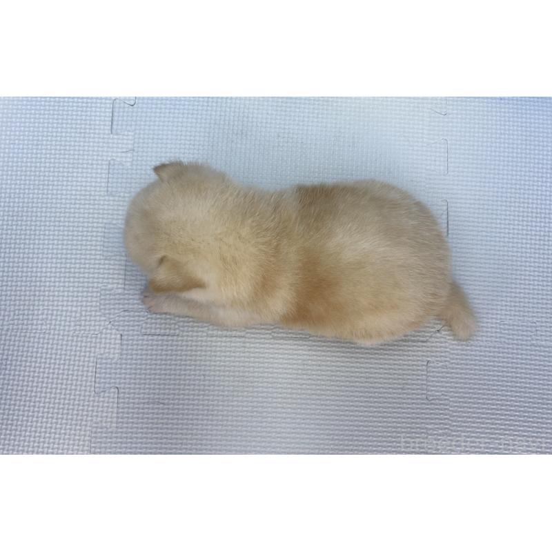 販売中の愛知県の柴犬-409950の2枚目