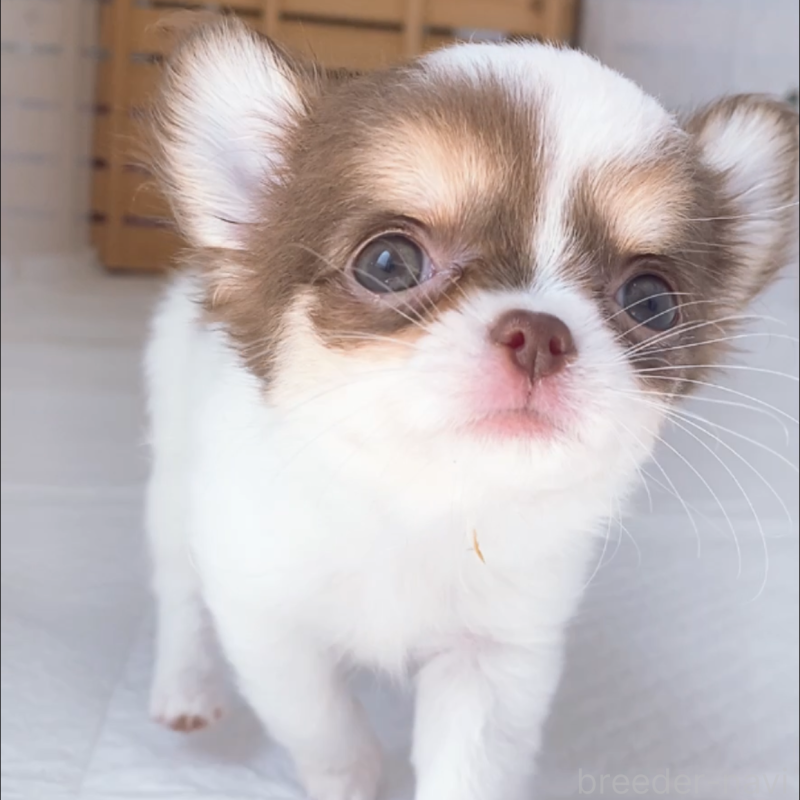 成約済の山口県のチワワ(ロングコート)-409370の5枚目