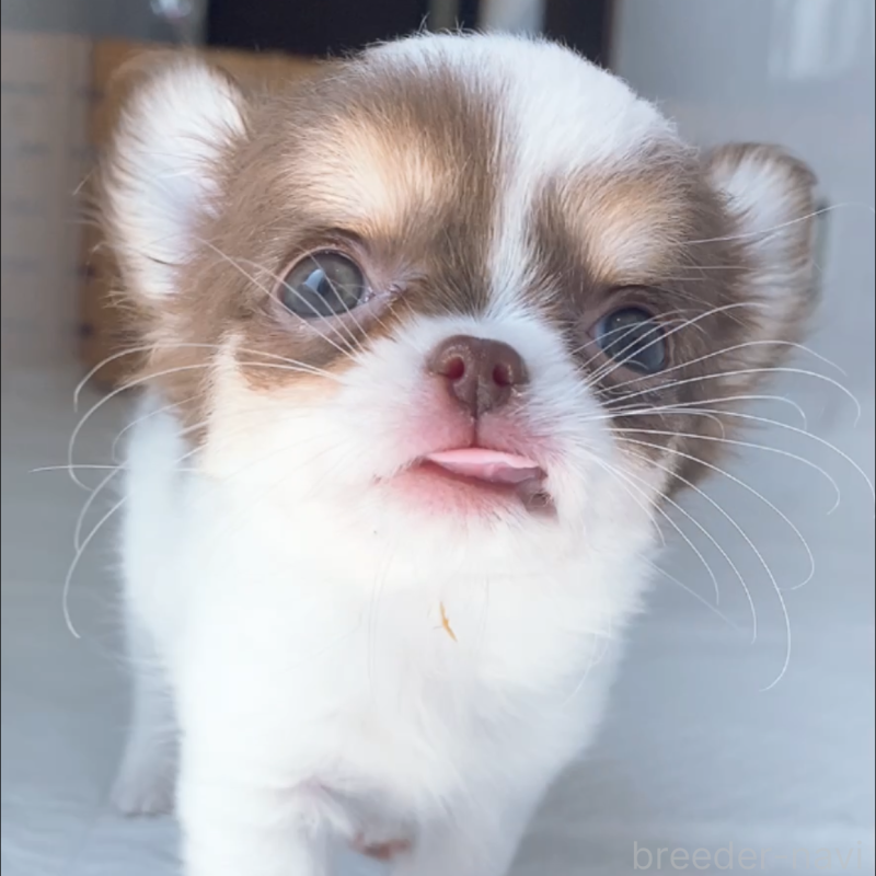 成約済の山口県のチワワ(ロングコート)-409370の4枚目