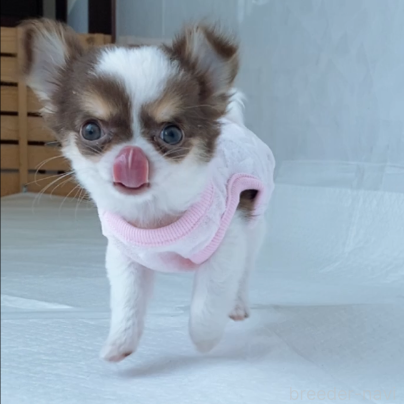 成約済の山口県のチワワ(ロングコート)-409370の3枚目