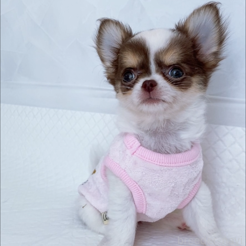 成約済の山口県のチワワ(ロングコート)-409370の2枚目