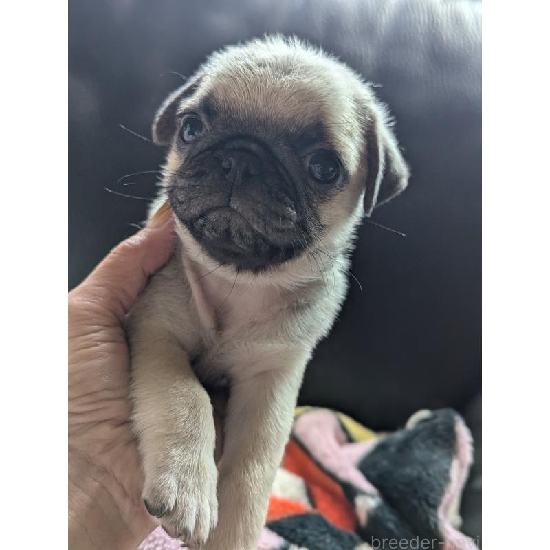 成約済の愛知県のパグ-407254の8枚目