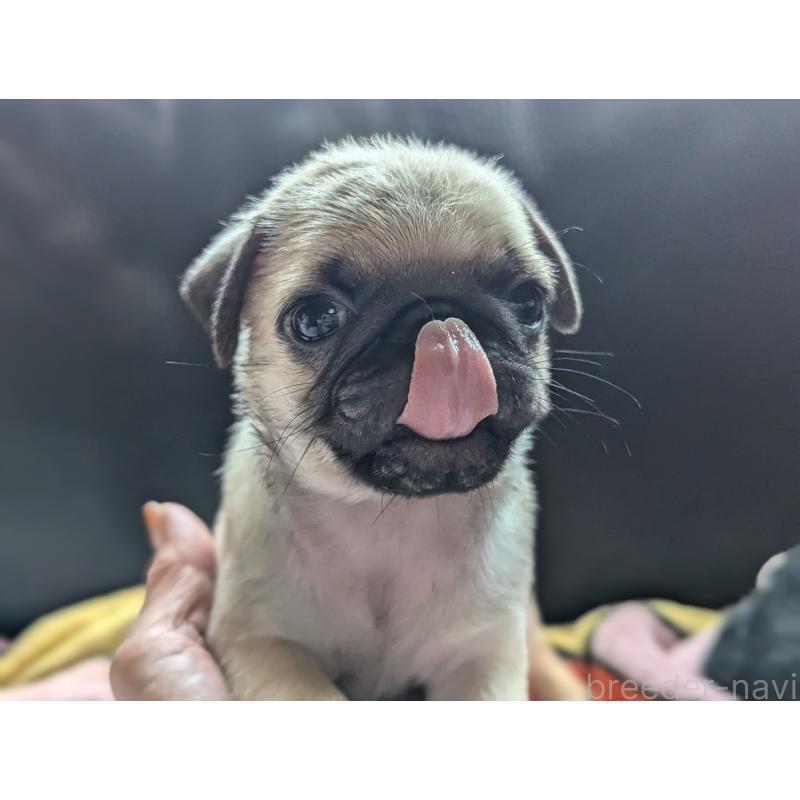 成約済の愛知県のパグ-407254の7枚目