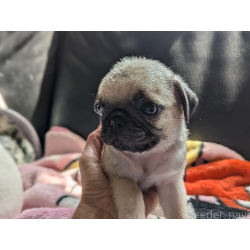 成約済の愛知県のパグ-407254の6枚目