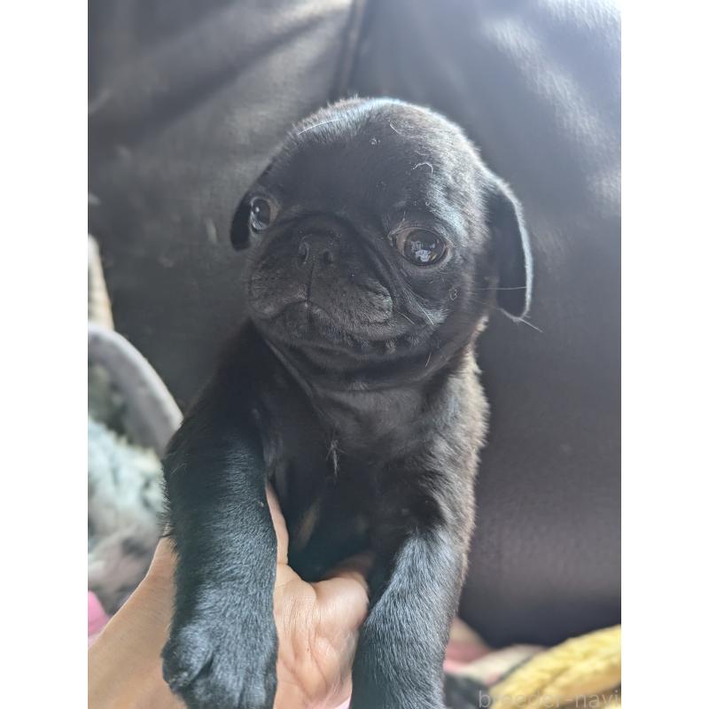 成約済の愛知県のパグ-407256の9枚目