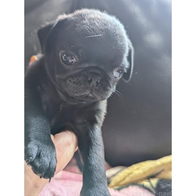 成約済の愛知県のパグ-407256の8枚目