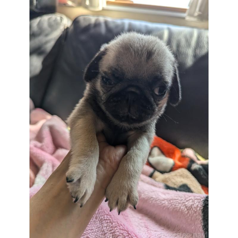 成約済の愛知県のパグ-407917の9枚目