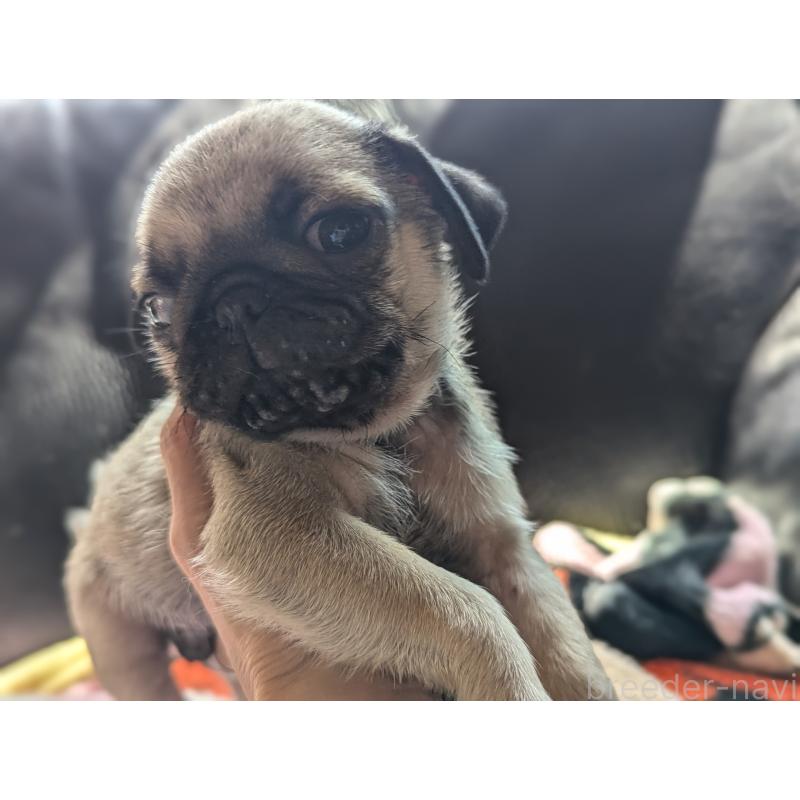 成約済の愛知県のパグ-407917の8枚目