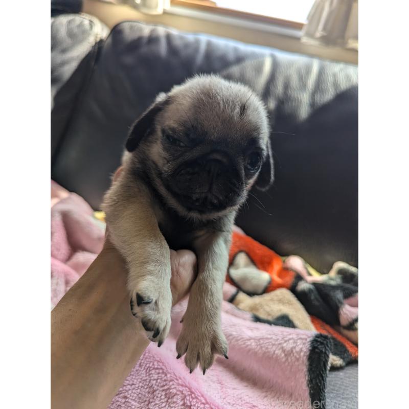 成約済の愛知県のパグ-407917の7枚目