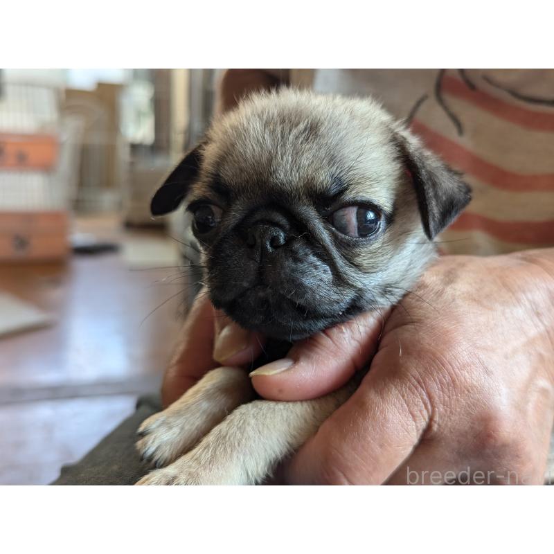 成約済の愛知県のパグ-407911の8枚目