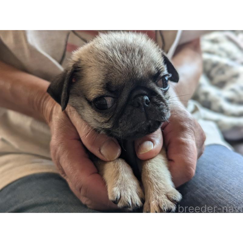 成約済の愛知県のパグ-407911の7枚目